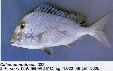 Calamus nodosus
